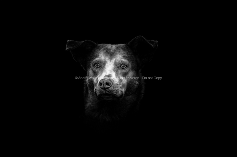 Aurica_BW