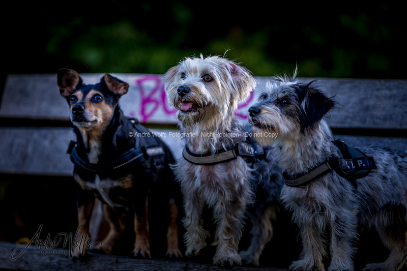 IMGL0442