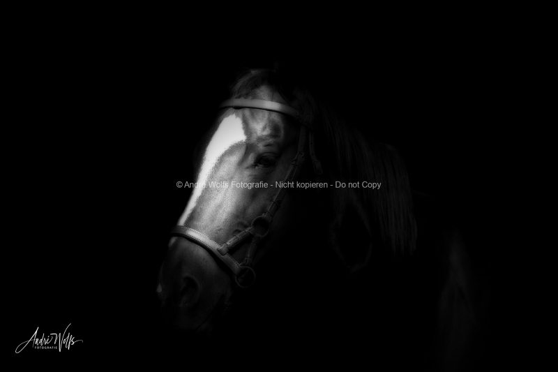 IMGL1112_BW_WEB