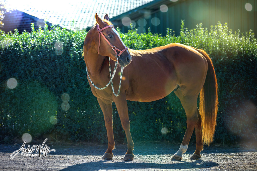Pferdefotografie Mönchengladbach – Pferd im natürlichen Outdoor-Setting