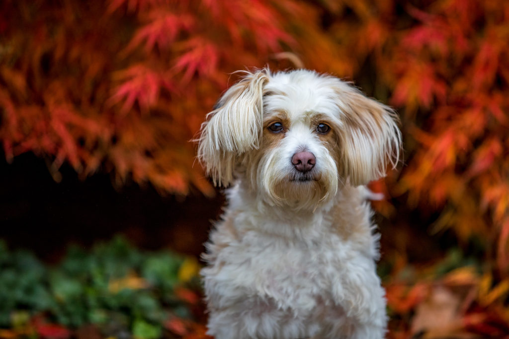 Hundeportrait vor rotem Ahornbaum im Herbt - Kontakt André Wolfs Fotografie