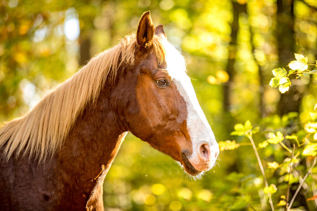 Pferdefotograf Mönchengladbach – Pferd im natürlichen Waldlicht