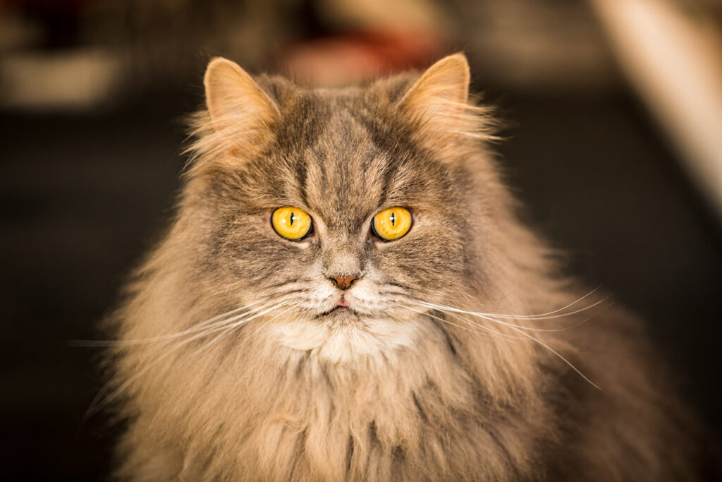 Katzenfotograf Mönchengladbach – intensive Augen und ruhiger Blick