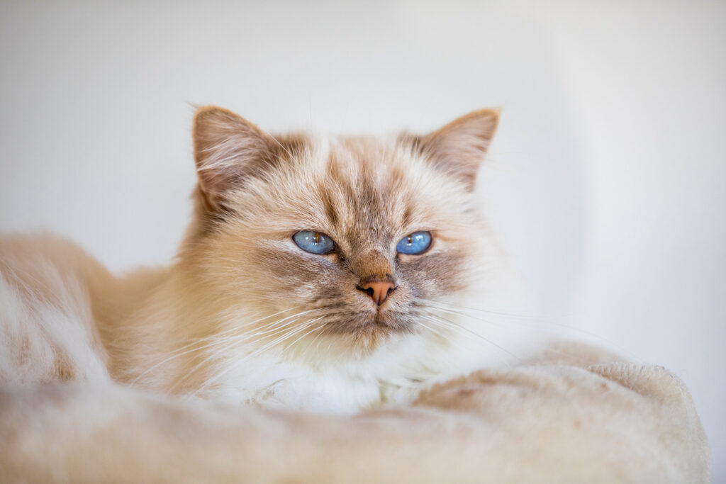Katze mit blauen Augen schaut in die Ferne