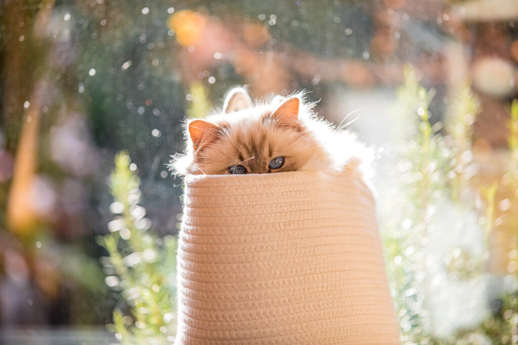 Katze sitzt in einem Stoffbeutel - Kontakt André Wolfs Fotografie