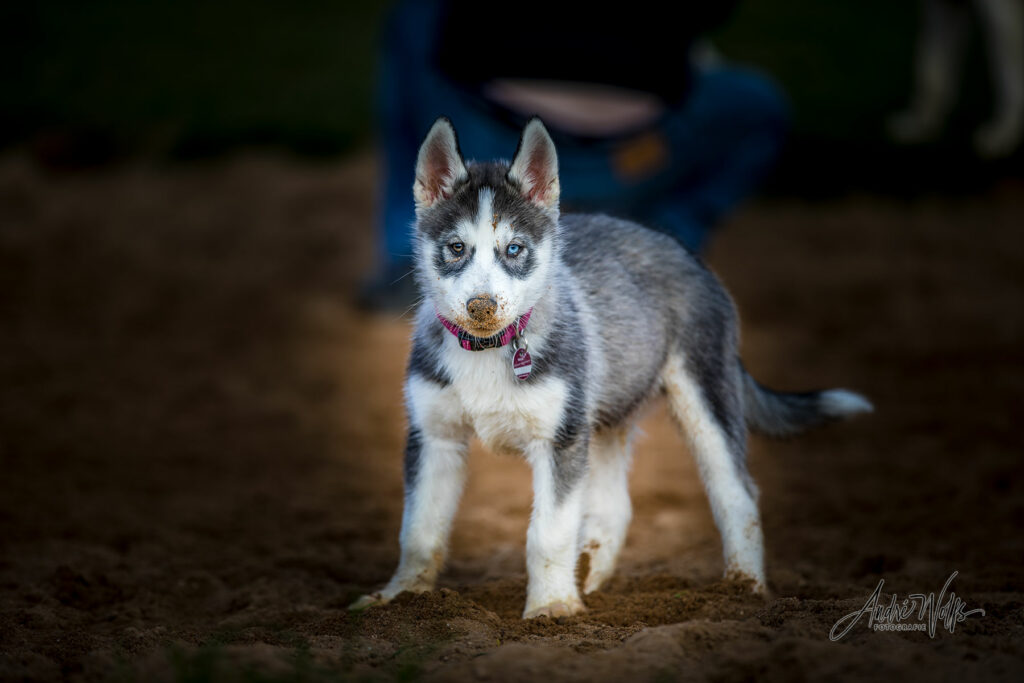 Hundefotografie Mönchengladbach & NRW