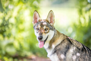 Hundefotografie Verein Fotoshooting Hund vor Ort