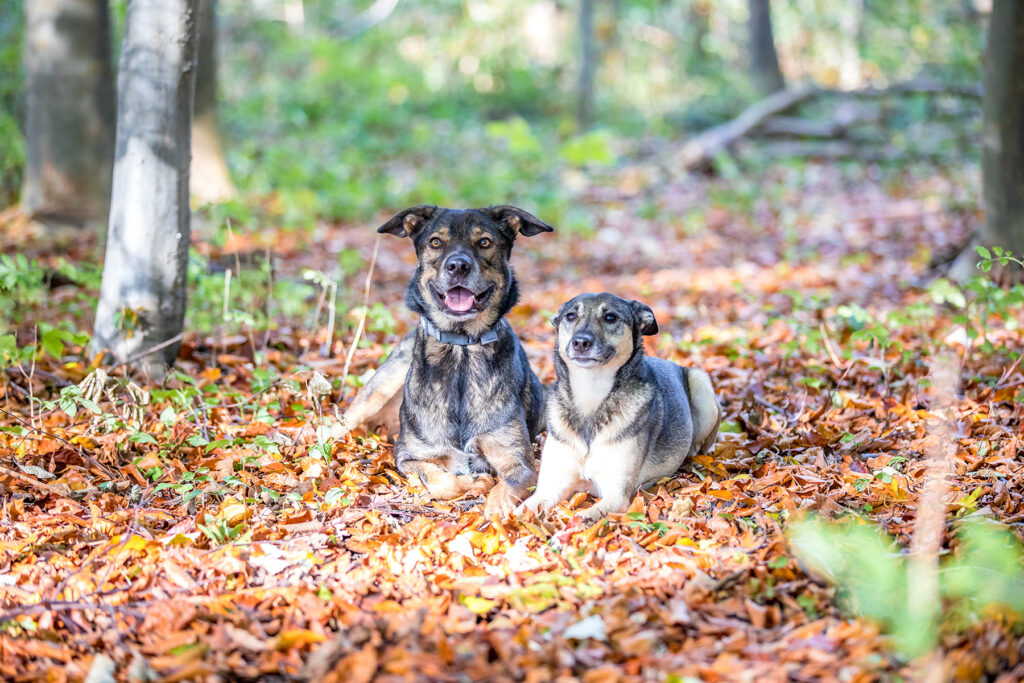 Zwei Hunde liegen im Herbstlaub nebeneinander - Fotoblog Mönchengladbach