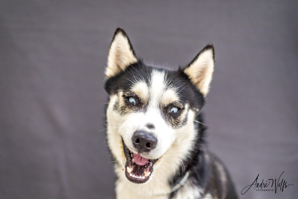 Tierfotograf Mönchengladbach & NRW – Husky fängt Futter im spontanen Actionmoment