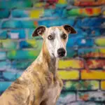 Hund beim Studioshooting vor bunter Ziegelwand