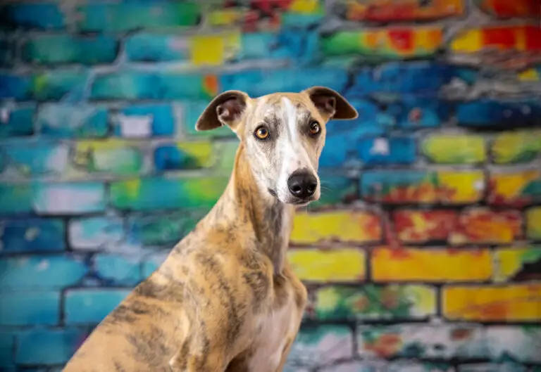 Hund beim Studioshooting vor bunter Ziegelwand