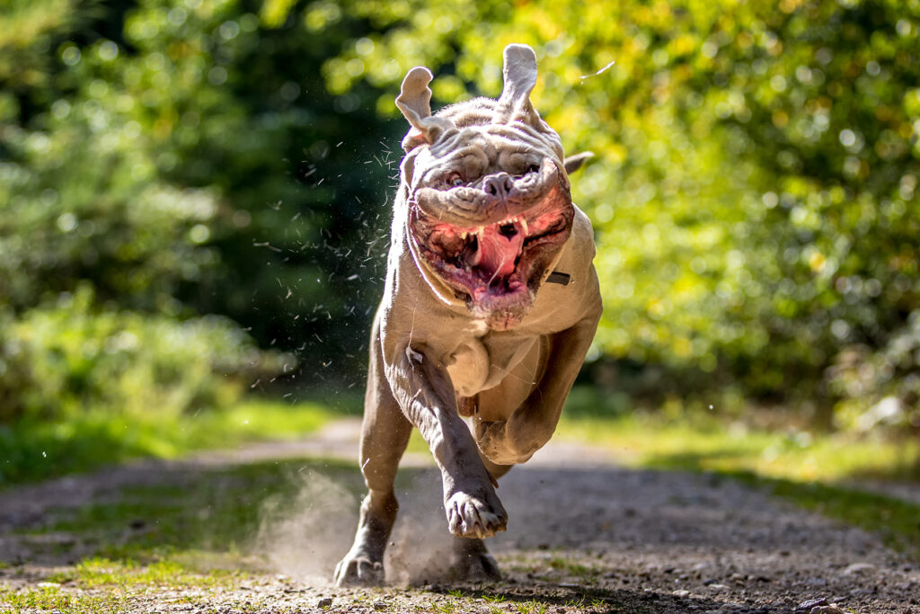 Tierfotograf Mönchengladbach – dynamisches Hundeshooting in Bewegung
