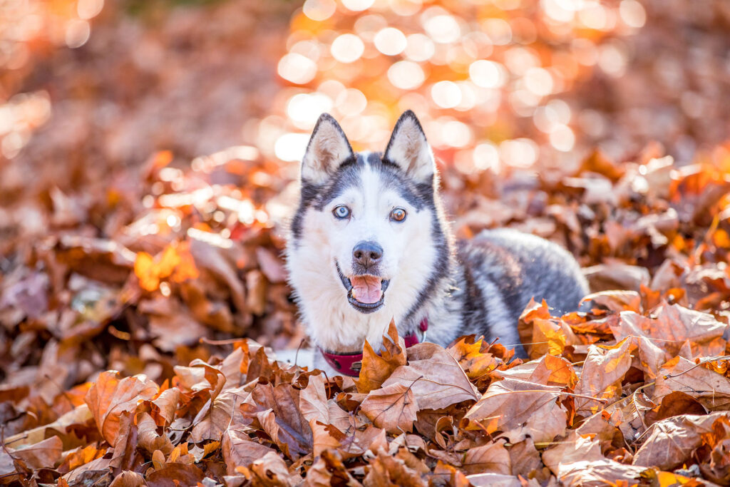 Tierfotografie Fotograf Mönchengladbach